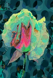 Rose de thé 4